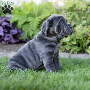 Ivy, Cane Corso Puppy